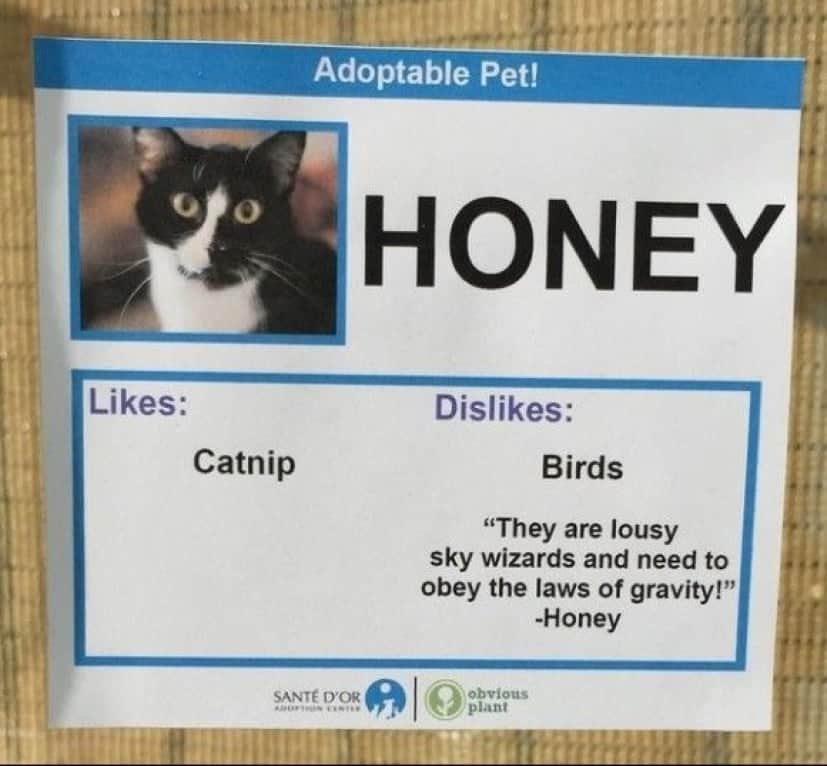 Honey_e