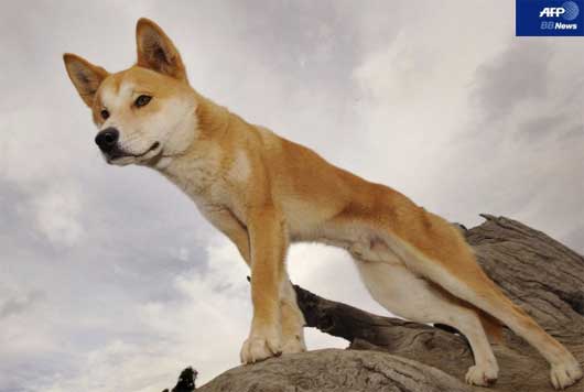 絶滅危惧種 ディンゴ 本格的に保護活動が開始される オーストラリア カラパイア 絶滅危惧種 ディンゴ 本格的に保護活動が開始される オーストラリア カラパイア