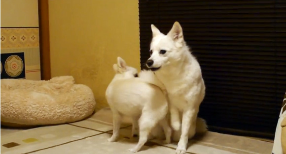 うざすぎる犬にうざくされる犬の辛抱強さよ カラパイア