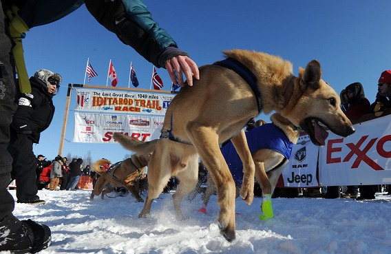 過酷な寒さに耐えながら約1850キロに渡るアラスカ横断犬ぞりレース アイディタロッド カラパイア