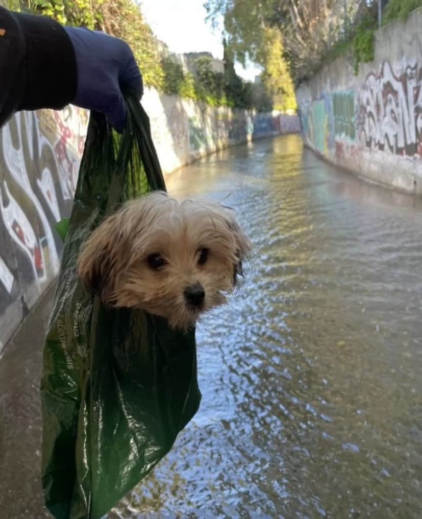 drain dog 2_e