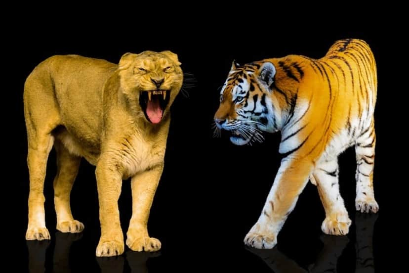 animals-3641797_640