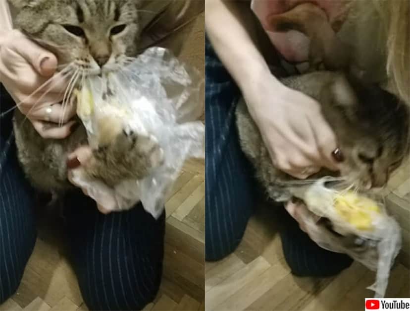 一瞬の隙も見逃さない 冷蔵庫を開けたとたんに侵入しジャガイモを盗み出す猫 カラパイア 一瞬の隙も見逃さない 冷蔵庫を開けたとたんに侵入しジャガイモを盗み出す猫 カラパイア