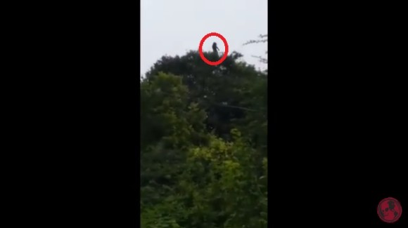 伝説の幽霊か！？樹上に出現した泣き叫ぶ女性の霊らしき物体（コロンビア）