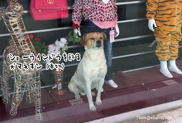 犬がマネキンになりきる。ショーウインドウの中でポーズをとる犬がかわいい