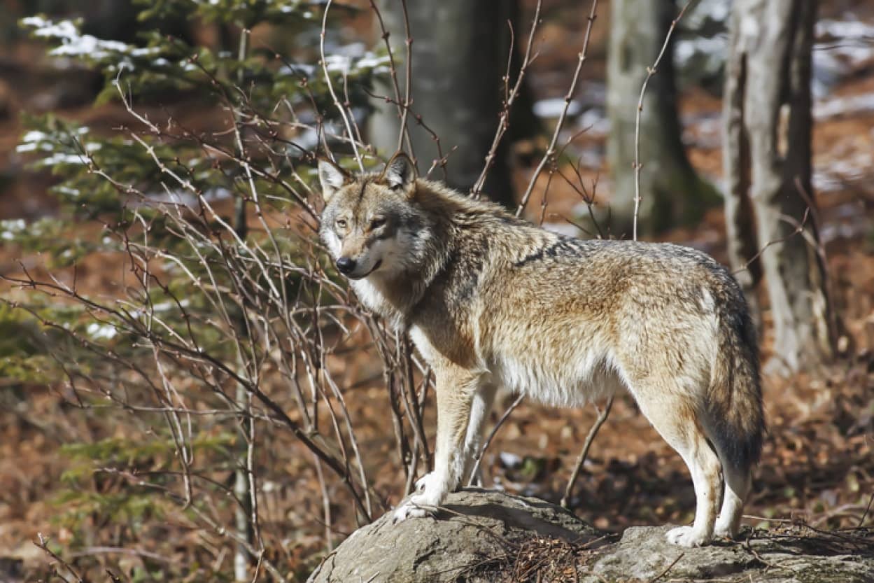 コヨーテと間違えられ絶滅危惧のオオカミが狩猟で射殺される