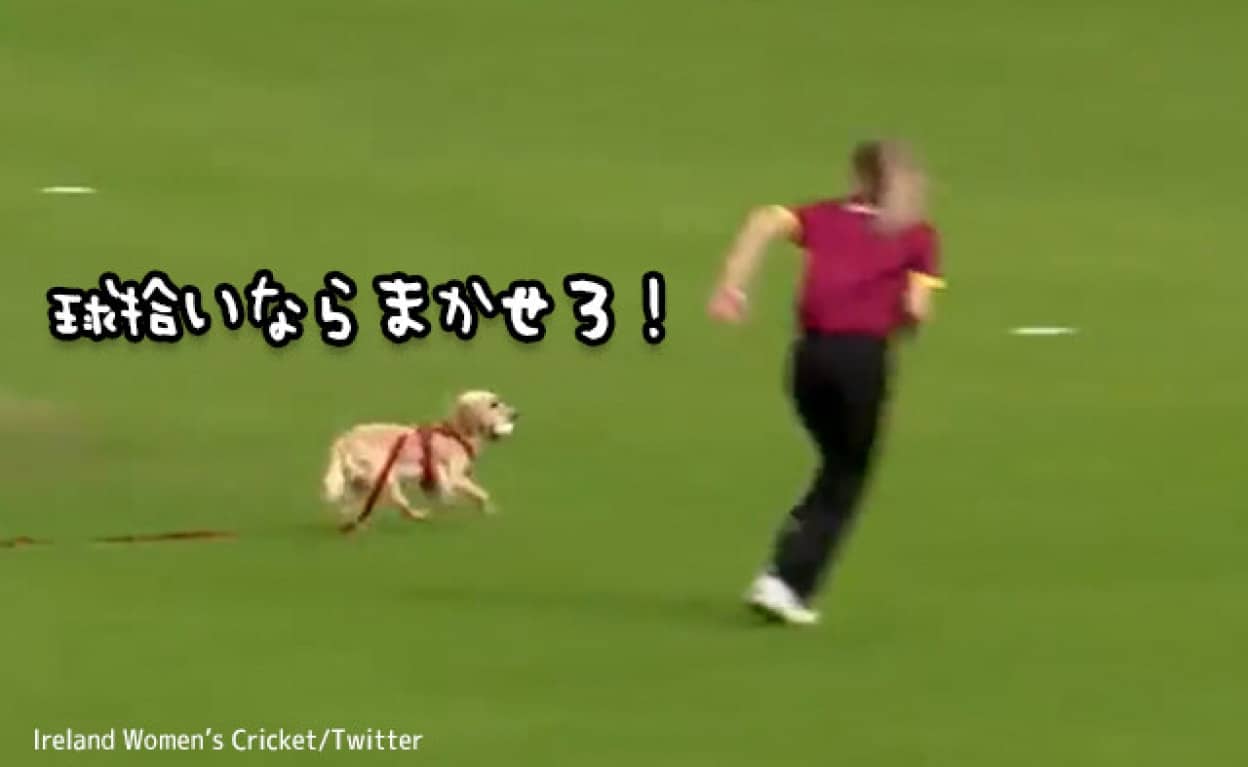 クリケットの試合会場に乱入した犬が、いち早くボールをキャッチするという珍事