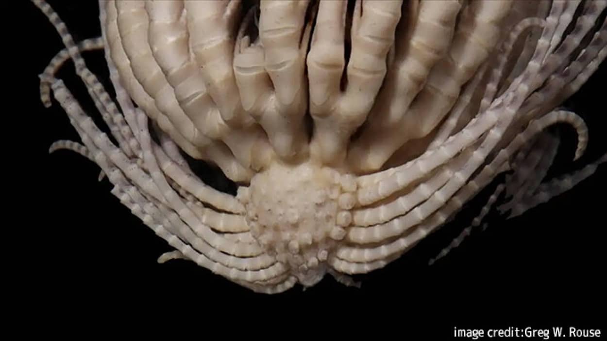 南極で20本の腕を持つエイリアンのような新種の海洋生物を発見