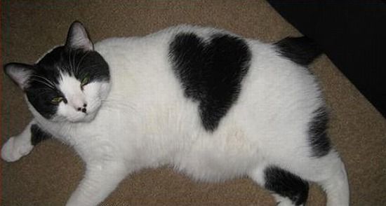 cats_with_fur_hearts_03