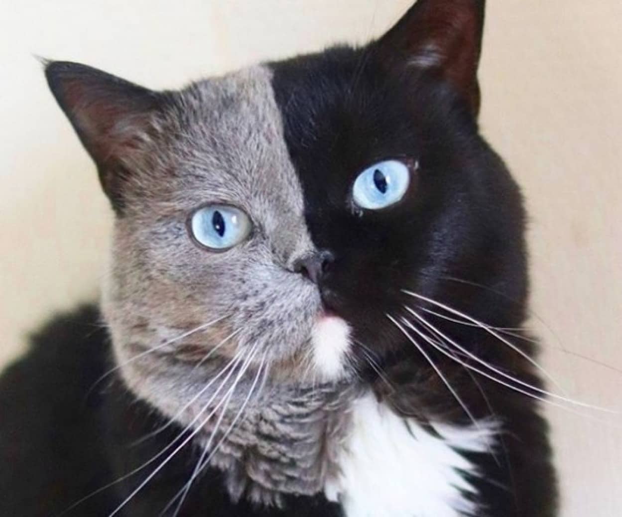 キメラテイストの猫