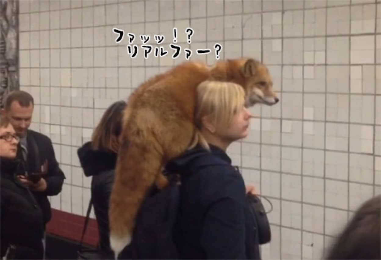 一方ロシアでは キツネのリアルファー まるごと生体 を身に着けた女性が地下鉄に乗ろうとしていた カラパイア