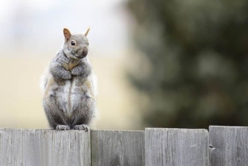 gray-squirrel-4612799_640_e