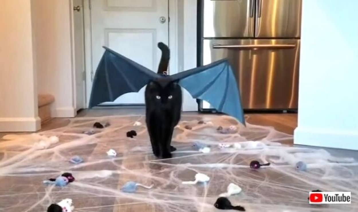 黒猫が招くのは不運じゃなくて幸運だから ブラックキャットの魅力を詰め合わせでお届け カラパイア 黒猫が招くのは不運じゃなくて幸運だから ブラックキャットの魅力を詰め合わせでお届け カラパイア