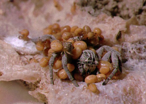 究極の母性愛 自分の内臓を子どもたちに食べさせる蜘蛛 ムレイワガネグモ 虫注意 カラパイア
