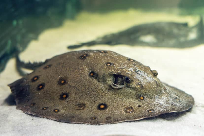 魚だって計算できる エイとシクリッドは足し算と引き算ができることが判明 カラパイア 魚だって計算できる エイとシクリッドは足し算と引き算ができることが判明 カラパイア