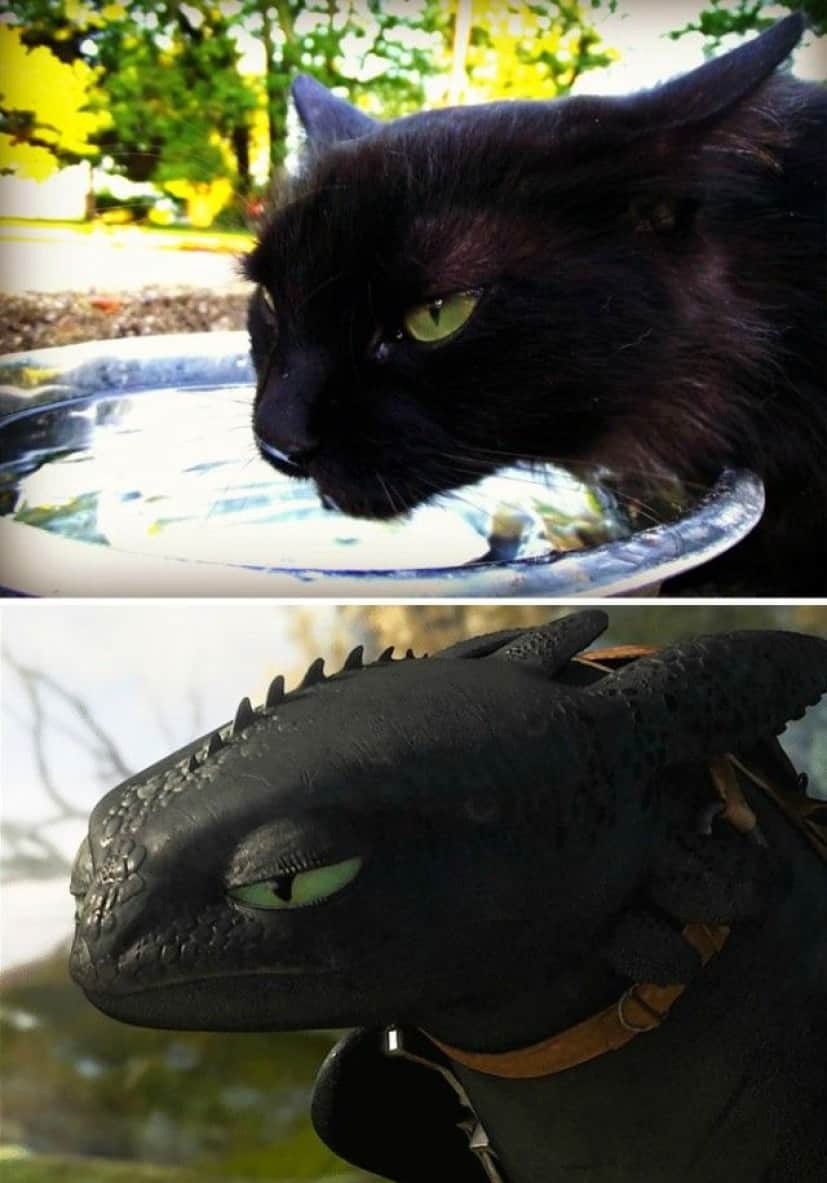 cats-toothless-lookalikes-32-57cec16fa77a4__700_e