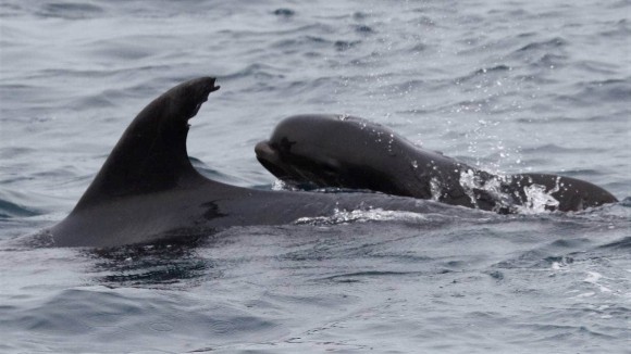 我が子を失くしたイルカの母さんがクジラの赤ちゃんを育てていた！