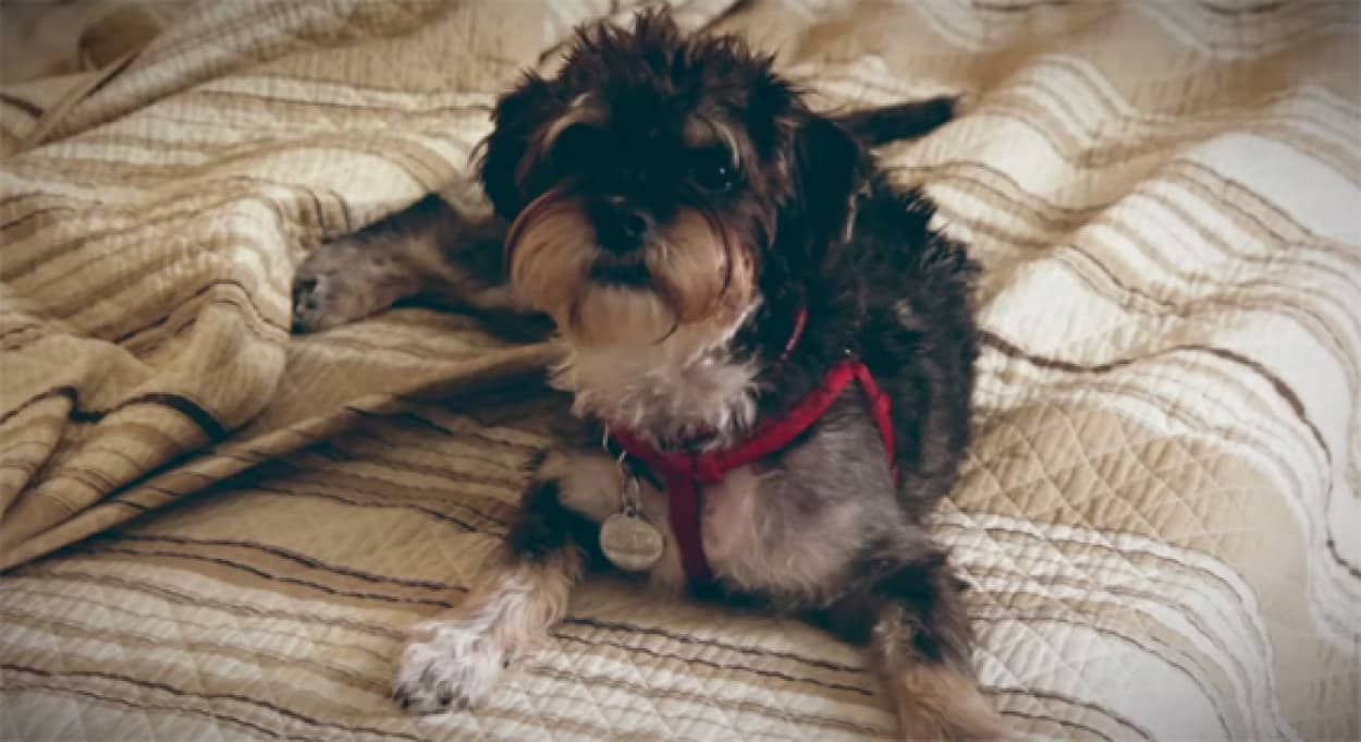 犬飼い14のあるある でもだからこそ 犬が大好き カラパイア