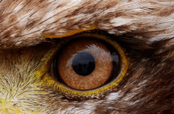 猛禽最強 ワシについての驚くべき10の事実 カラパイア