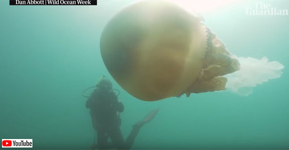 これは貴重体験 巨大クラゲに遭遇 一緒にランデブーしたダイバー イギリス カラパイア