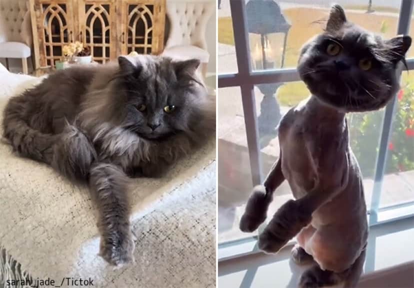 トリマーが別の猫渡してきたと思ったらうちのだった 猫のサマーカット 驚愕のビフォア アフター カラパイア トリマーが別の猫渡してきたと思ったらうちのだった 猫のサマーカット 驚愕のビフォア アフター カラパイア