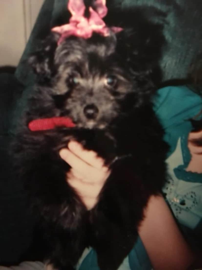 dog1_e2