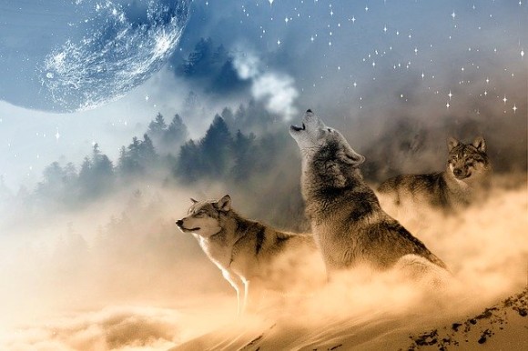 狼の遠吠えには意味がある 仲間を想う気持ちのあらわれ カラパイア