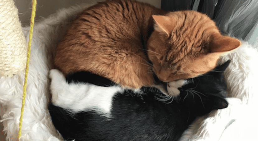 道路でうろうろしていた白黒子猫 保護されたお宅でしっぽり家族に カラパイア