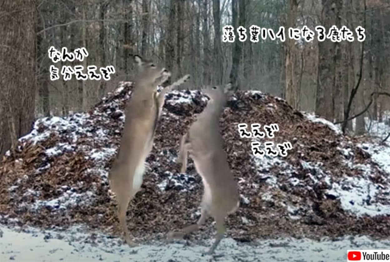 落ち葉にたまった笑気ガスを吸ってハイになる鹿