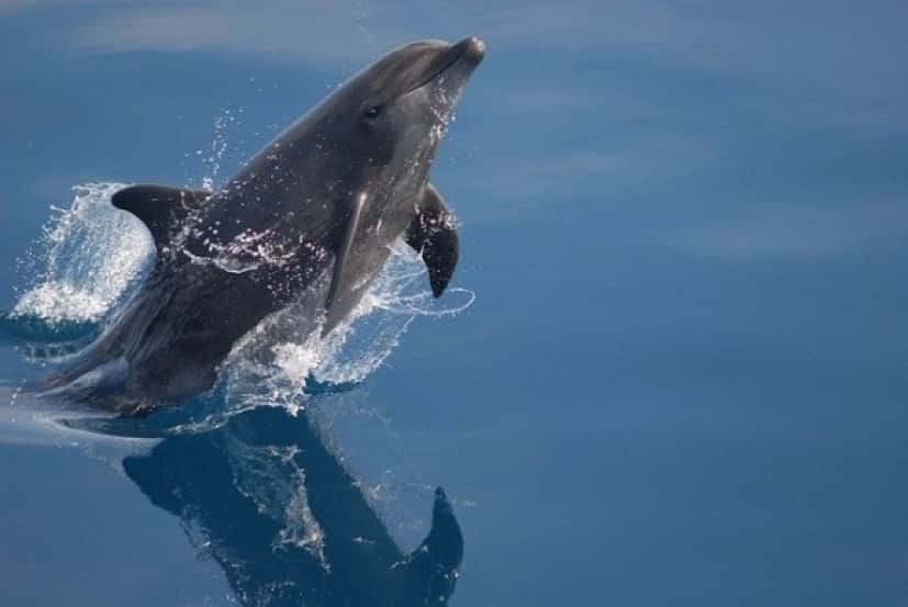 bottlenose-dolphin-79840_640_e