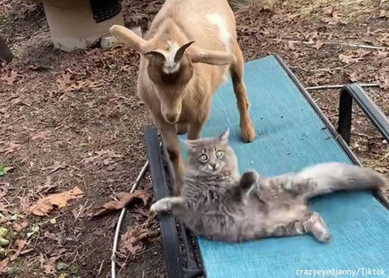 山羊の群れの中で育った子猫
