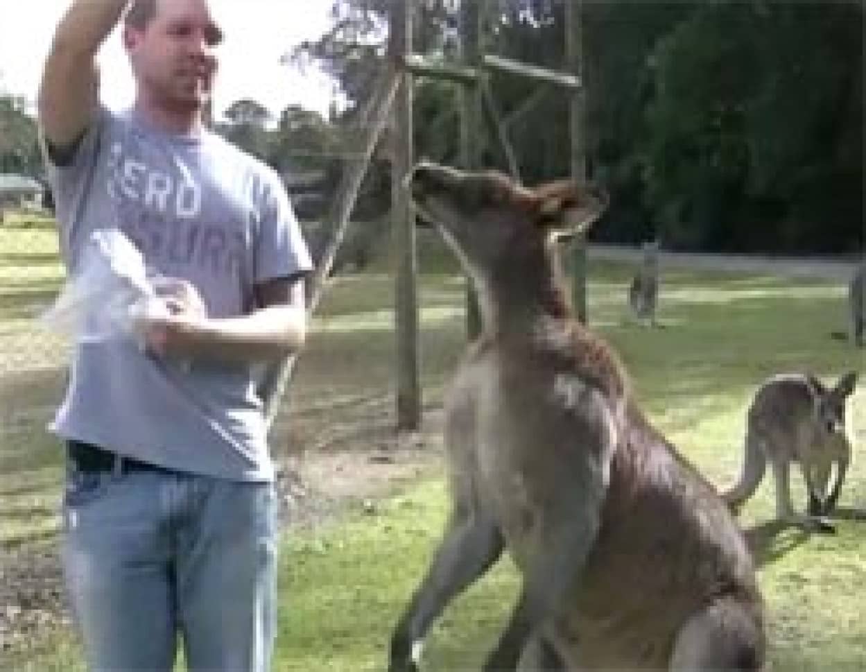 筋肉隆々すぎるカンガルーに餌を与えてみる カラパイア