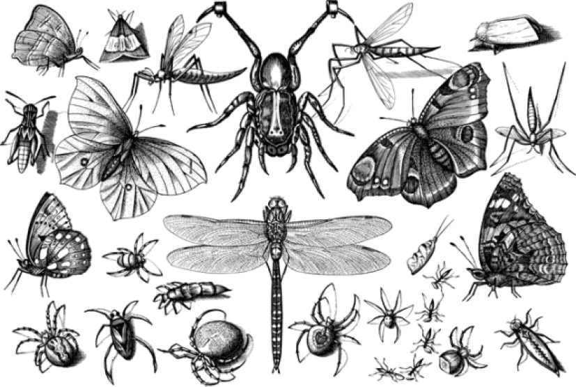 insects-4798274_640_e