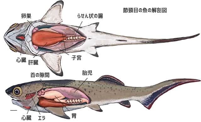 世界最古 3億8000万年前の心臓の化石を発見 進化の歴史を紐解くヒントに カラパイア
