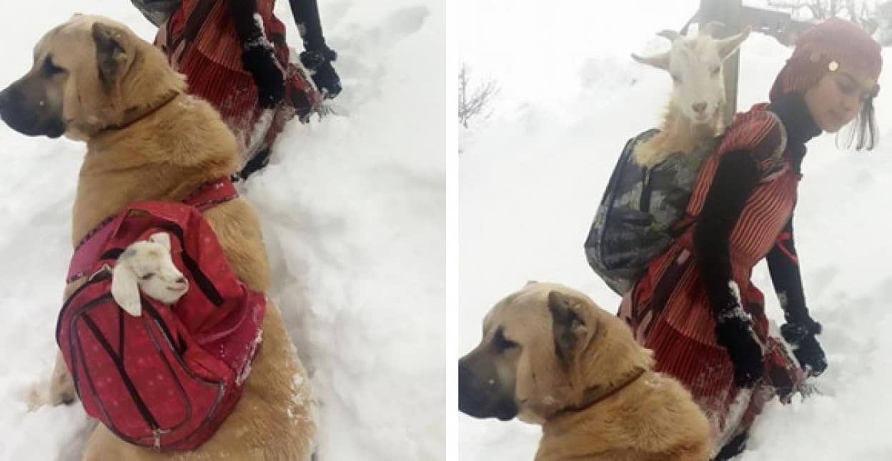 ヤギ飼いの少女 愛犬と力を合わせて 雪深い丘から出産直後のヤギの母親と子どもを救いだした方法とは トルコ カラパイア