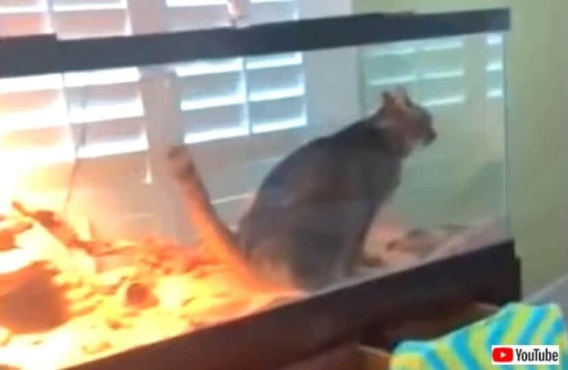 funniestcat3_640