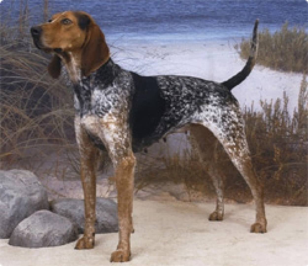 犬