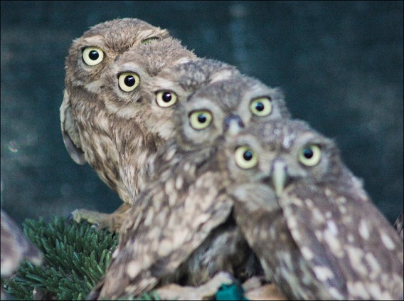 baby-owls-01