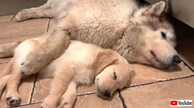 goldenpuppy2_640