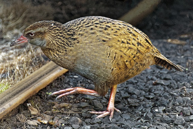 お腹がすきすぎて...サバイバル番組の出場者が絶滅危惧種の鳥を食べてしまう
