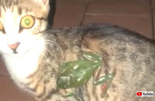 寒い夜にはやっぱり猫！にゃんこズのあれやこれやな所業を愛でてココロ 