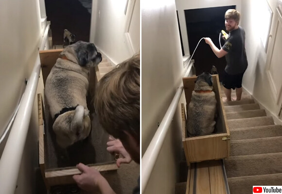 年老いた3匹の愛犬のため 自作で階段昇降リフトを作った女性 カラパイア