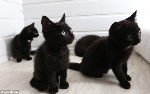 写真うつりが悪いから イギリスで捨てられる黒猫たちが急増 カラパイア
