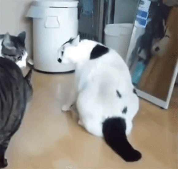 ね 簡単でしょ 猫の猫による猫の喧嘩を仲裁する方法 カラパイア ね 簡単でしょ 猫の猫による猫の喧嘩を仲裁する方法 カラパイア