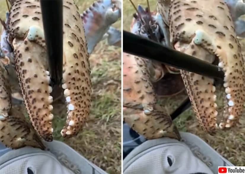 ヤシガニにロックオンされたゴルフクラブの末路 カラパイア