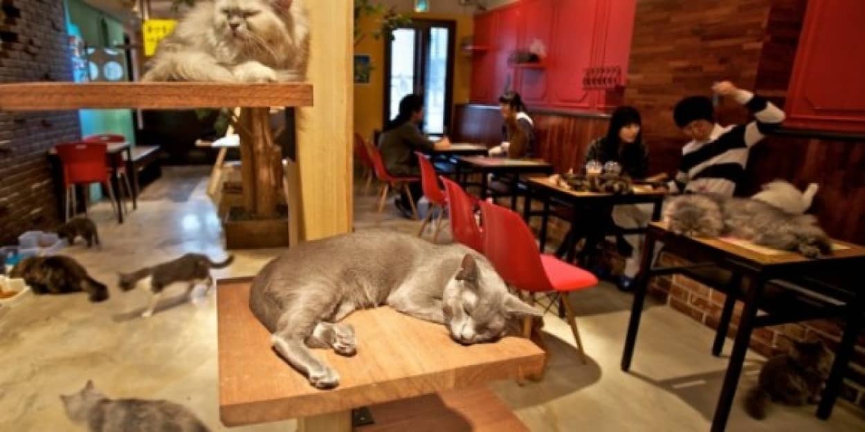 北米初 ニューヨークで猫カフェが期間限定でオープン 人懐っこい猫16匹にニューヨーカーもメロメロに カラパイア