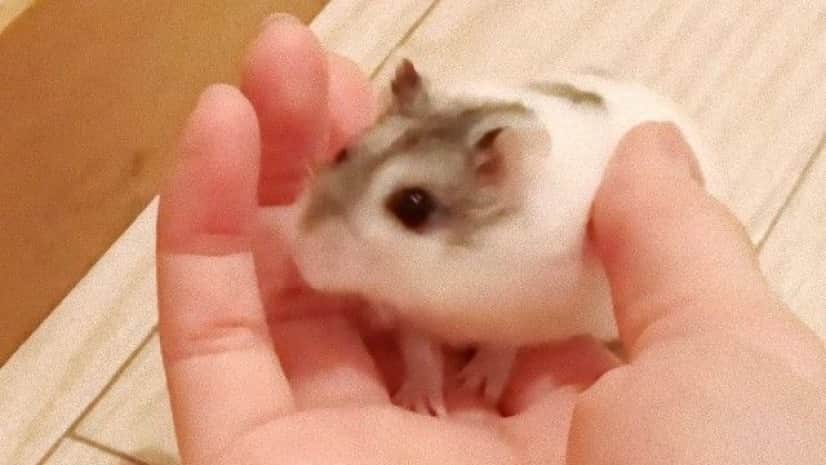 とてちて走ってくるよ 呼ぶと走って手のひらにおさまるハムスターのうまるさん カラパイア