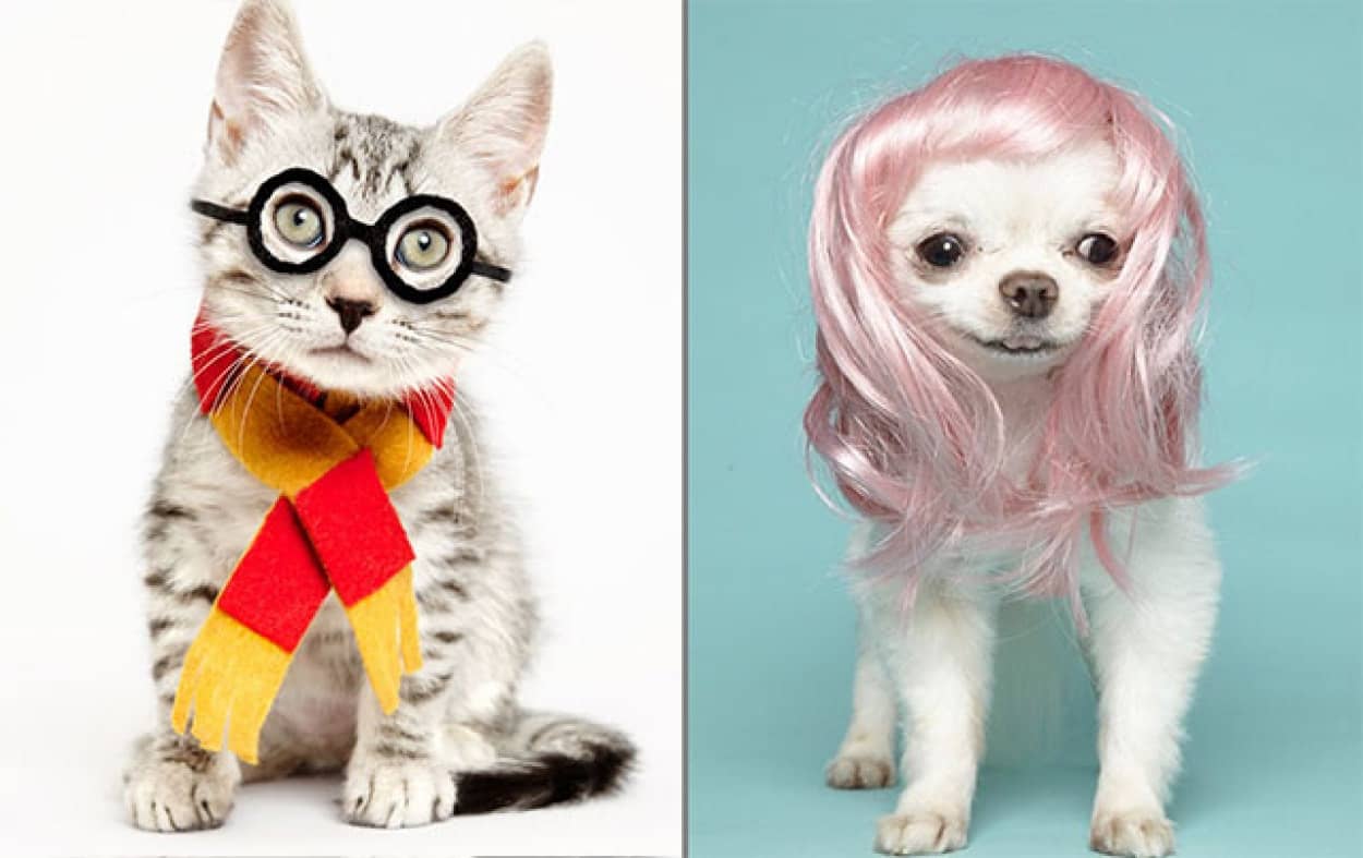 家族を待つ犬や猫の為のかわいいプロフィール写真