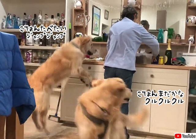 それぞれのスタイル。2匹の犬におけるご飯食べたいダンスの違いが面白い