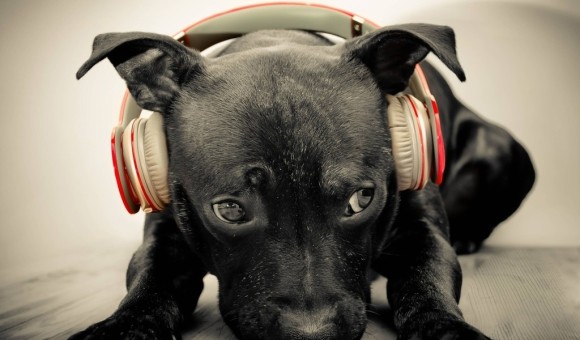 犬は人間と同じ 猫はわりと無関心 7種の動物と音楽に関する科学的事実 カラパイア